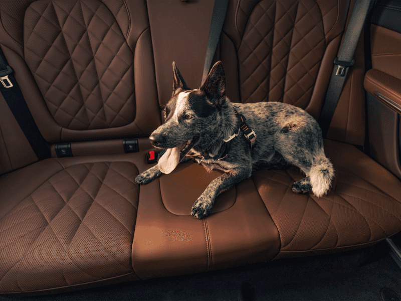 Dog riding comfortably in BMW backseat