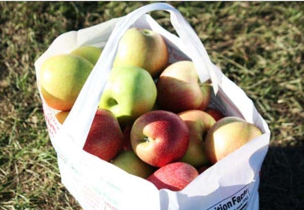 Pile of Apples