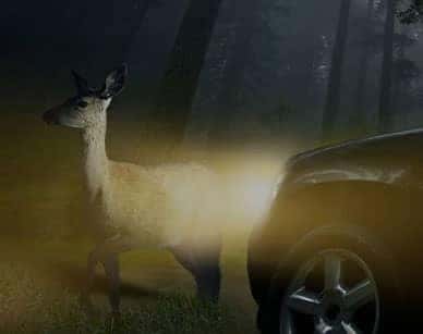 Deer-Hit-Specialists-CTA-car