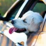White lab hanging his head out of a car window
