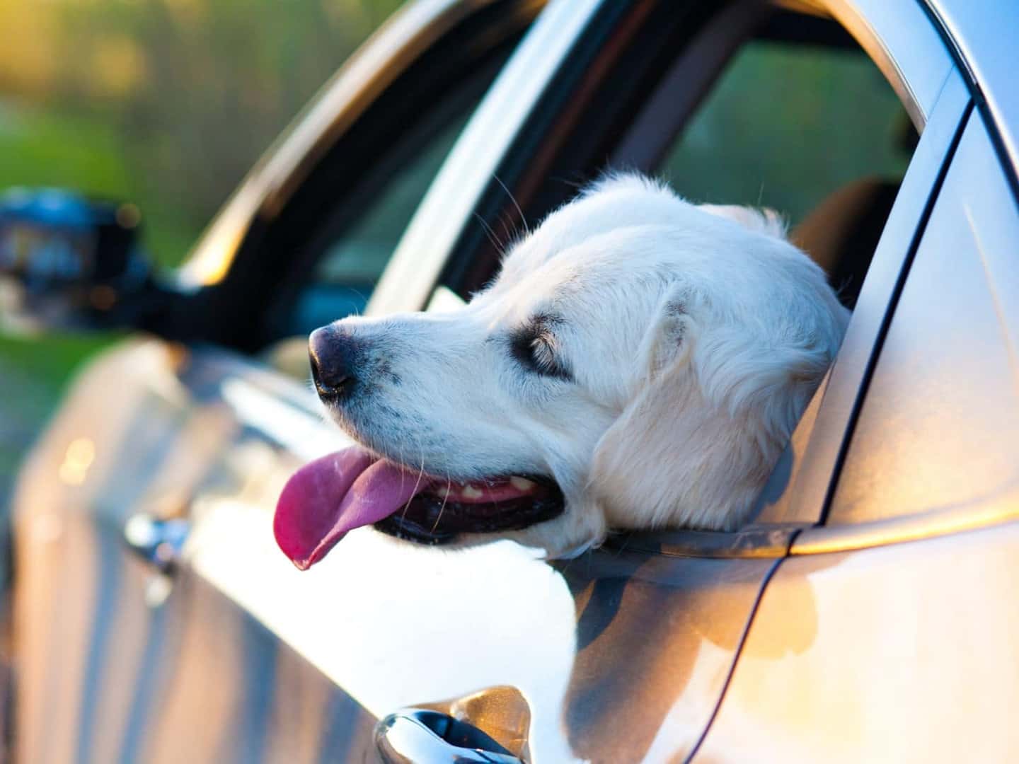 White lab hanging his head out of a car window
